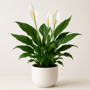 Peace Lily