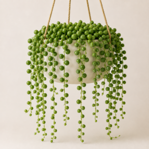 String of Pearls